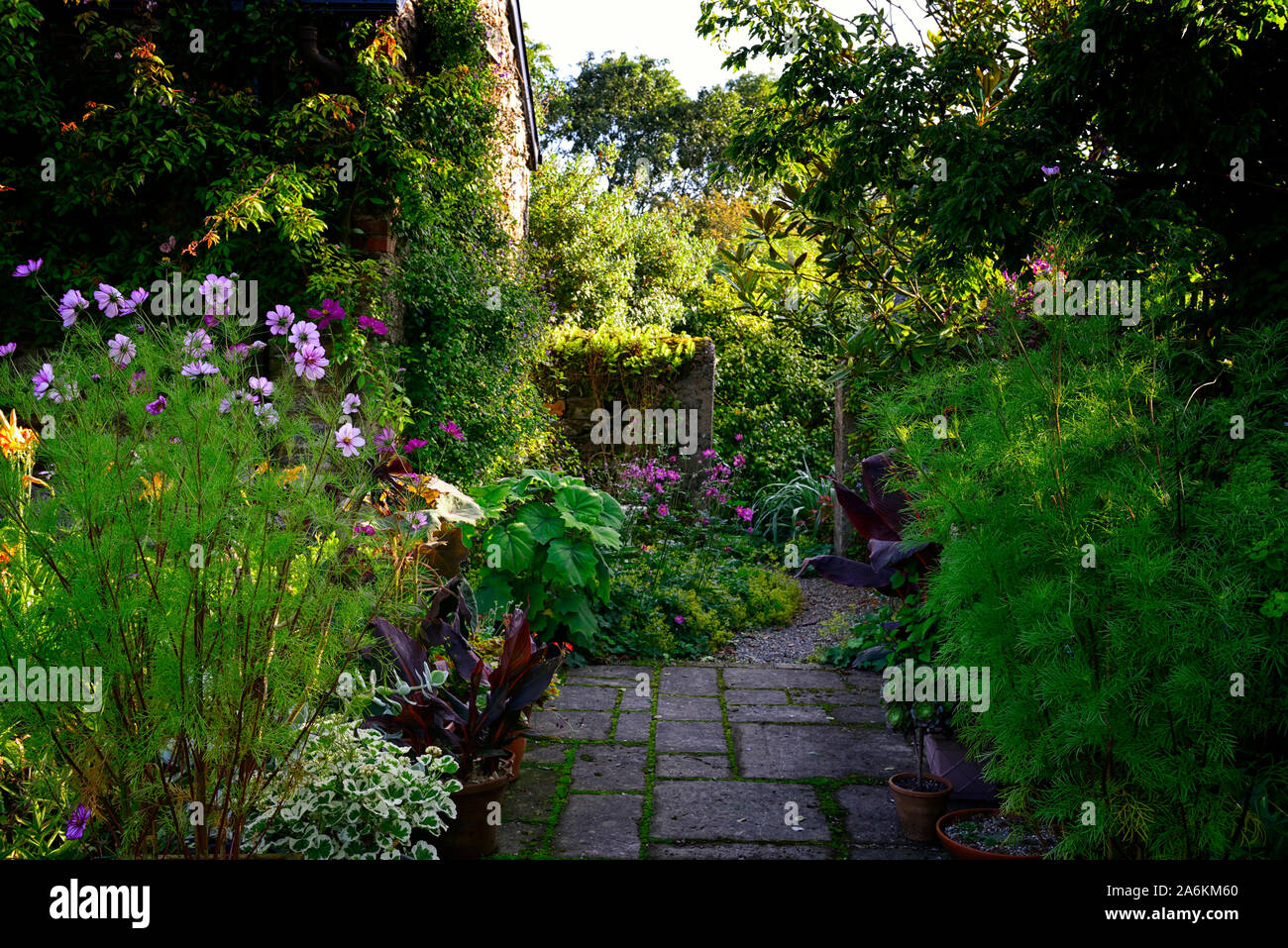 patio,entrée,pots,containers,cosmos,pelargonium variégé,isolé,luxuriant,été,jardin,jardinage,,RM Floral Banque D'Images