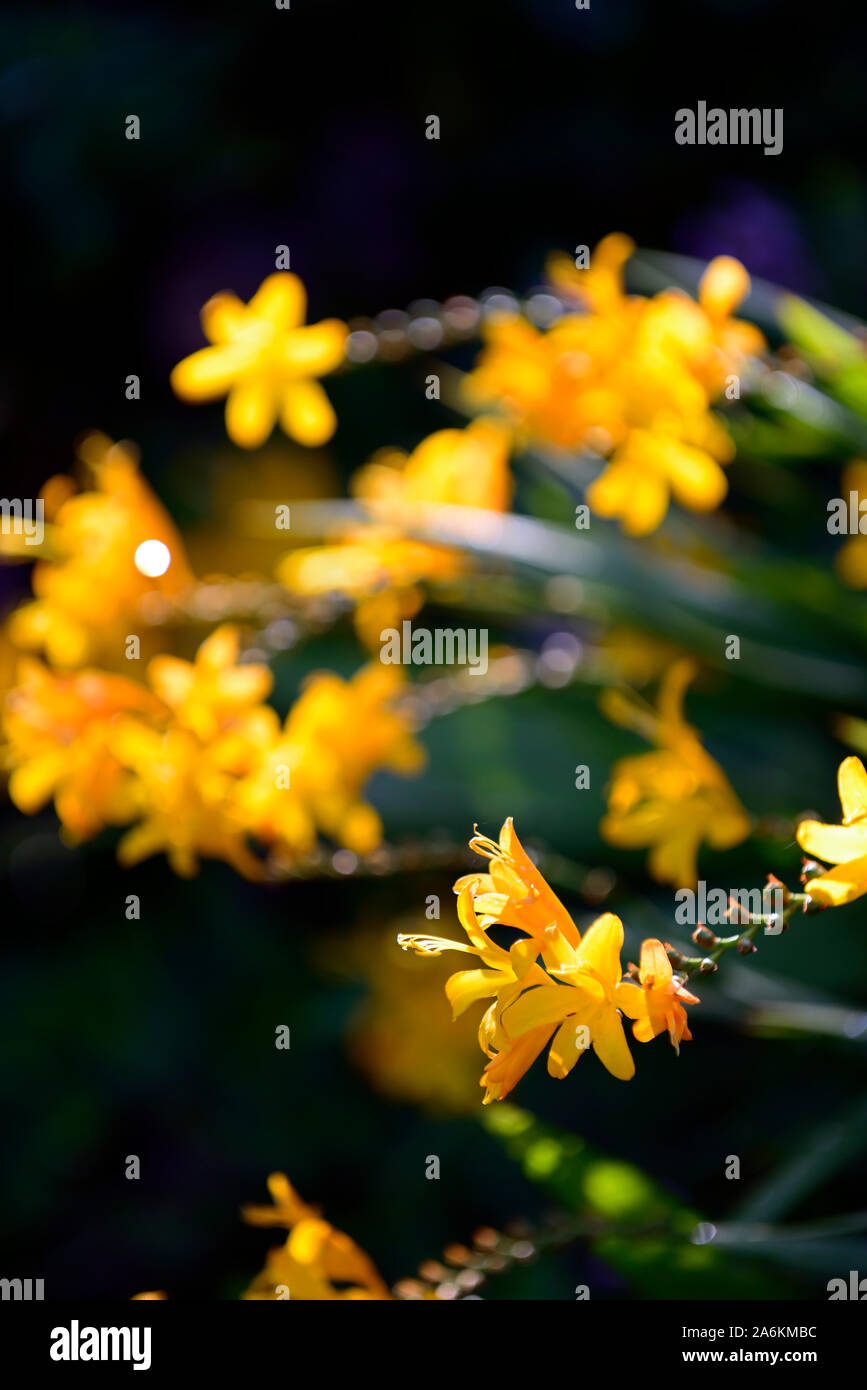 Crocosmia x crocosmiiflora,Renoncule fleur jaune,fleurs,jardins,jardin,Fleurs,RM Banque D'Images