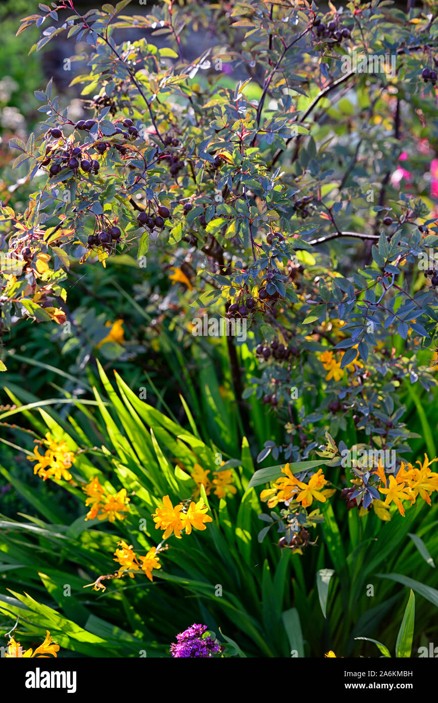 Crocosmia x crocosmiiflora,Renoncule fleur jaune,fleurs,jardins,jardin,Fleurs,RM Banque D'Images