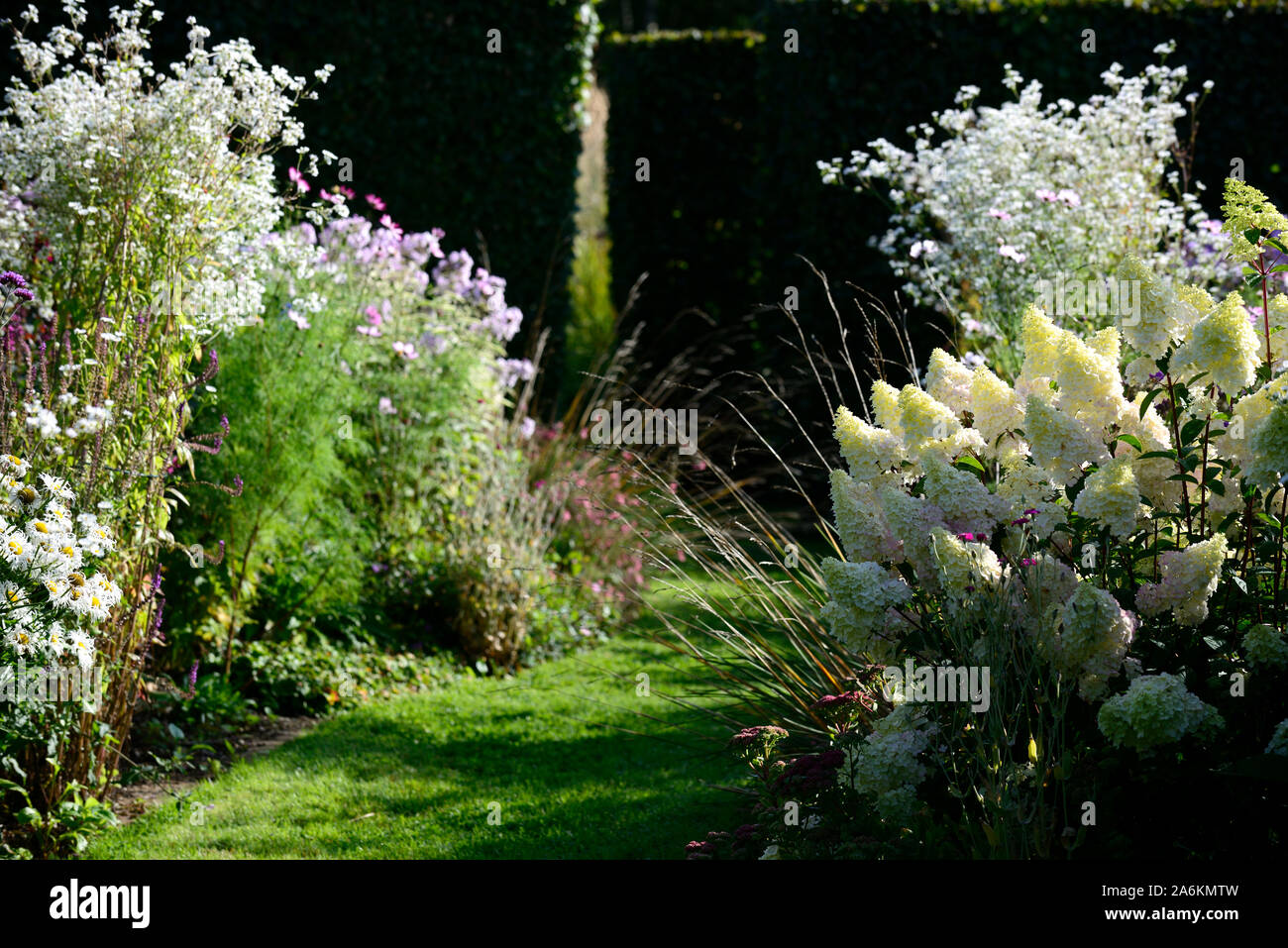A Wall Of Limelight Hydrangeas Planted Together With Firelight