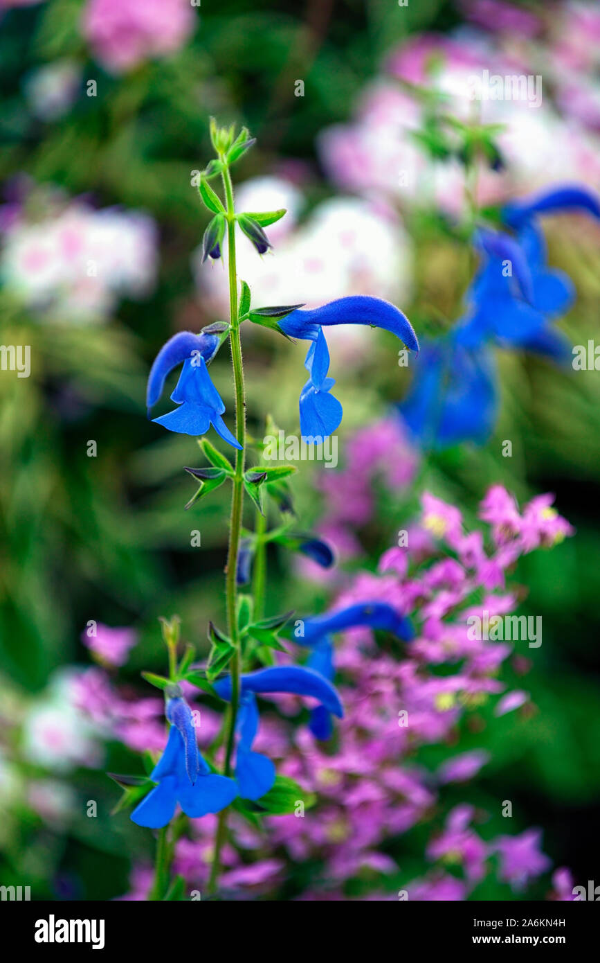 Salvia patens Guanajuato sauges,fleurs bleu intense,fleurs,Fleurs,plantes vivaces,RM Banque D'Images