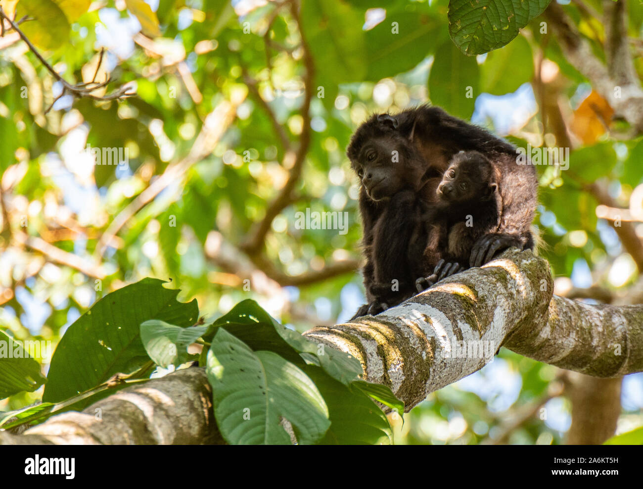 Un singe hurleur Mère et son adorable bébé Banque D'Images