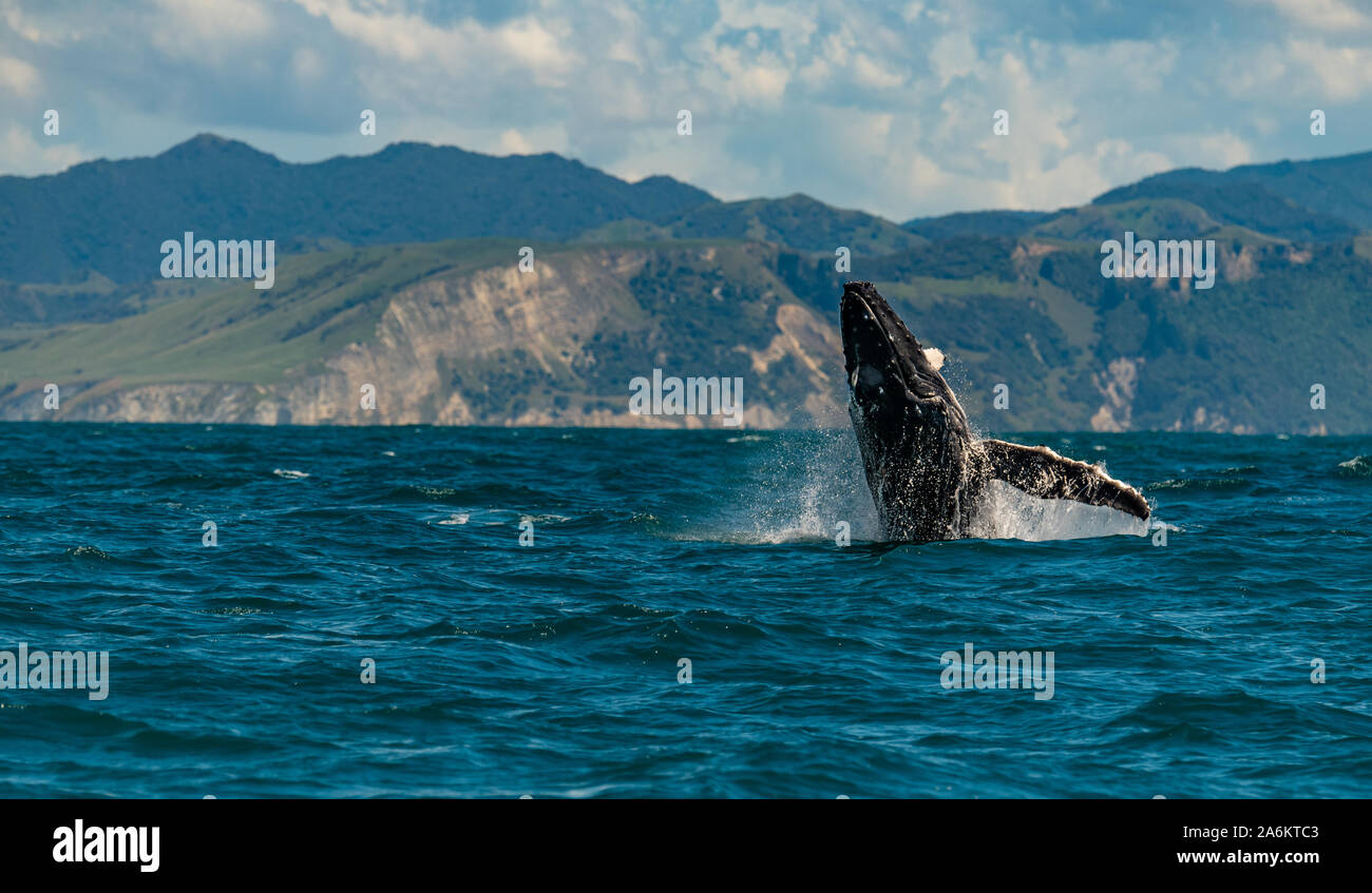 Violer une baleine à bosse au large de la Nouvelle-Zélande Banque D'Images