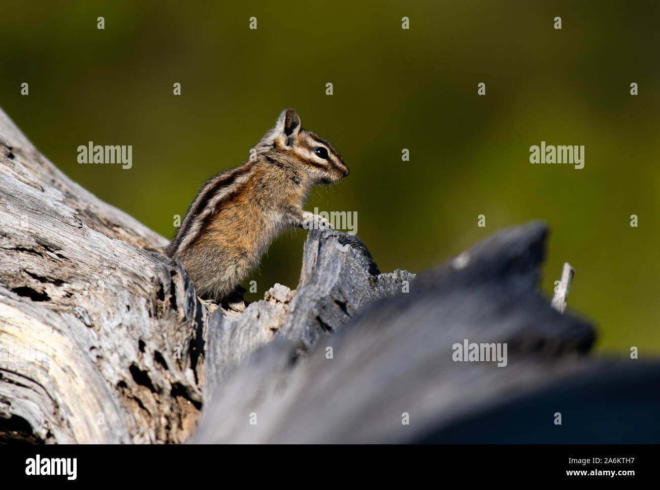 Une adorable tamia mineur l'Orateur Public Banque D'Images