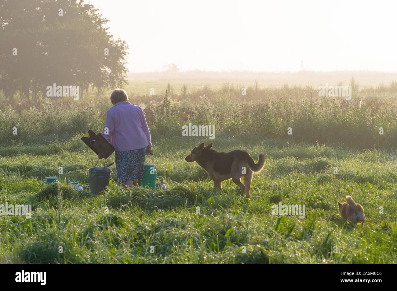 La femme de traire une vache dans le pré en matin tôt dans l'été et va avec deux chiens à la maison. Elle porte le lait dans des récipients et un banc. Banque D'Images