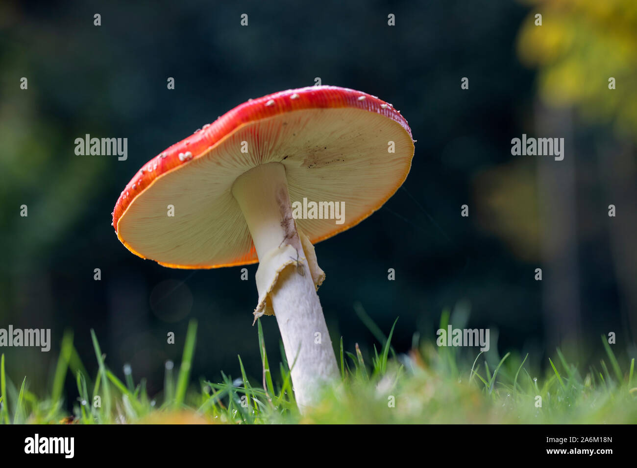 Gros plan montrant les branchies blanches d'un seul champignon rouge Fly agaric - Amanita muscaria. Un tabouret toxique qui pousse dans l'herbe à Westonbirt, au Royaume-Uni Banque D'Images