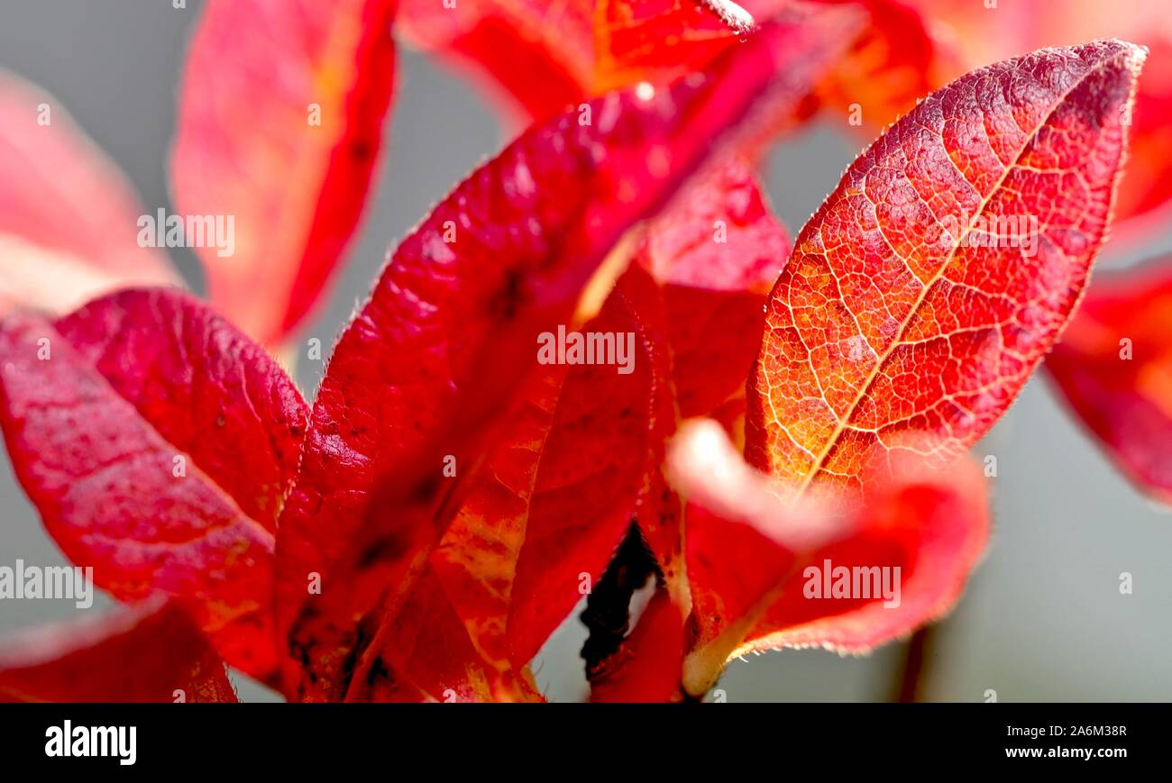 Les feuilles d'automne rhododendron azalée rouge Banque D'Images