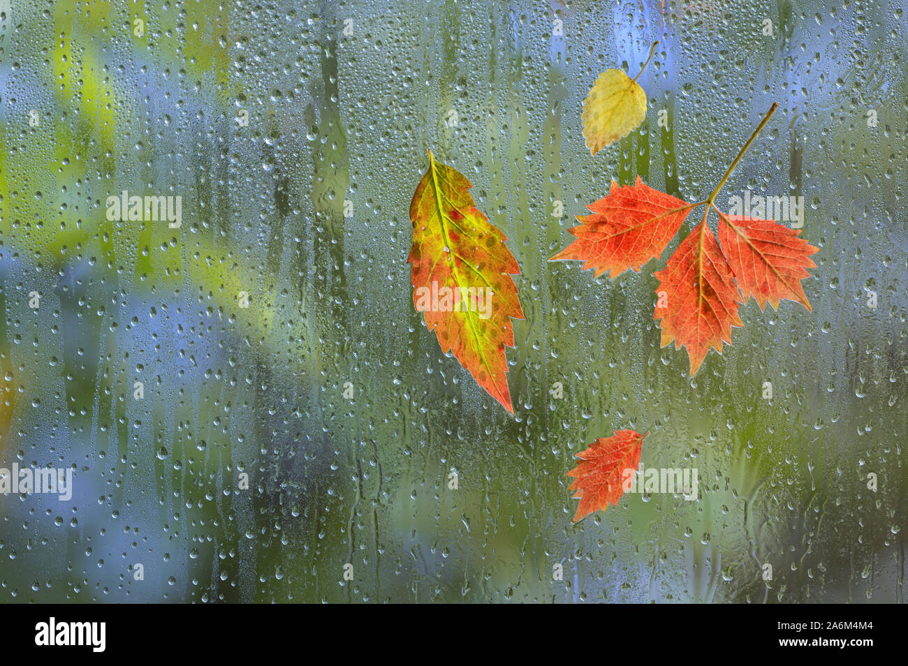 Les feuilles d'automne par temps de pluie sur la vitre Banque D'Images