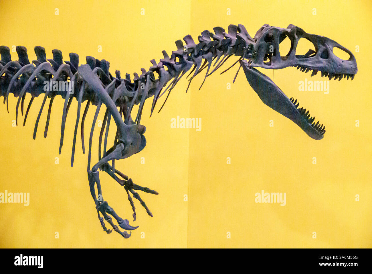 Valencia Espagne hispanique,Trinitat,Jardines del Real,Jardins del Reial,Museo de Ciencias Naturales,Musée des Sciences naturelles,exposition,Allosaurus fragilis,ca Banque D'Images