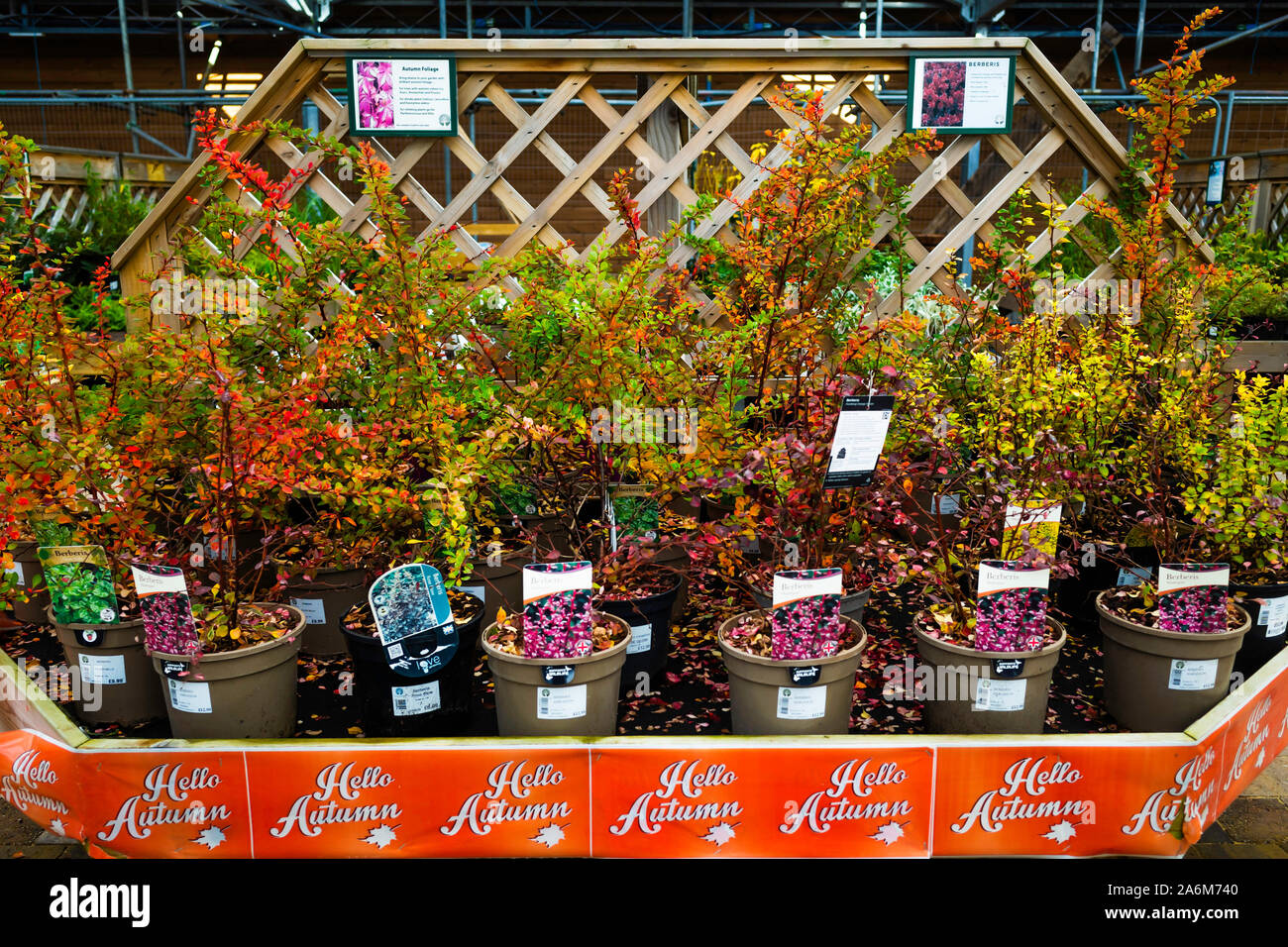 Un écran de Berberis plantes pour la vente dans un centre jardin Yorkshire du Nord promu comme - Bonjour l'automne Banque D'Images