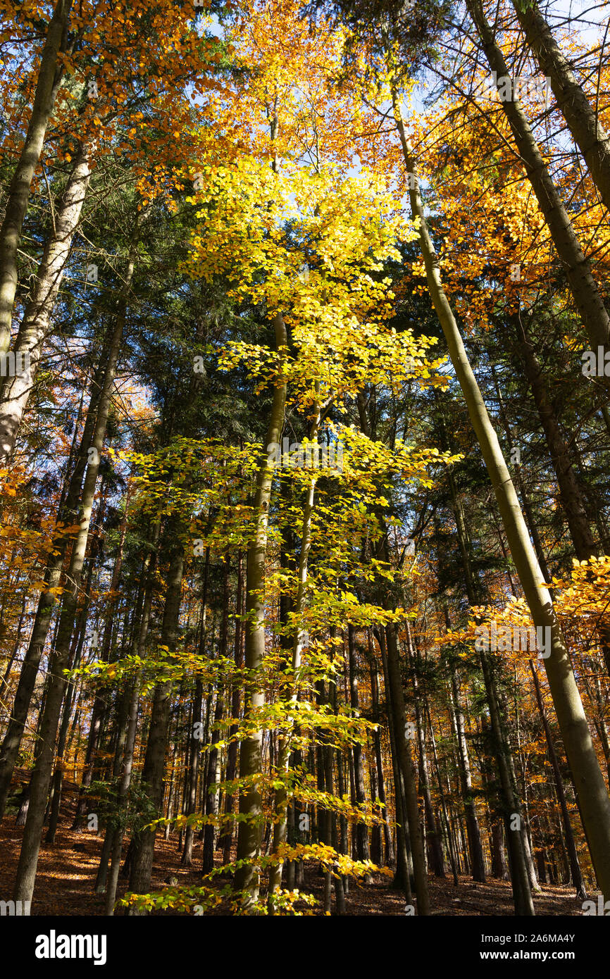 Les hêtres colorés (Fagus sylvatica) et Douglas (Pseudotsuga menziesii) dans une forêt en automne / fall avec les feuilles jaunes et orange, Autriche Banque D'Images