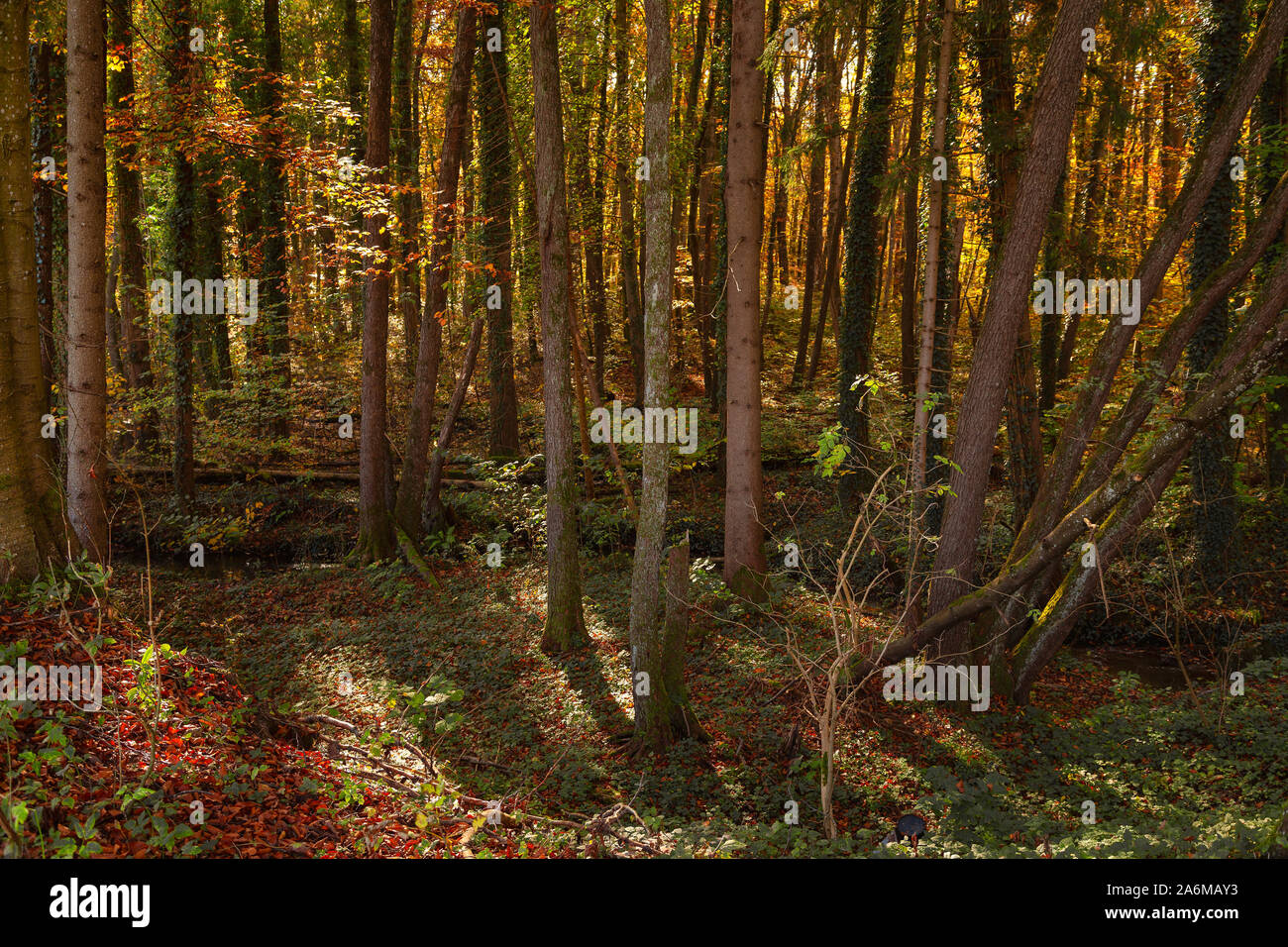 La forêt naturelle dense avec des feuilles colorées à l'automne la lumière Banque D'Images