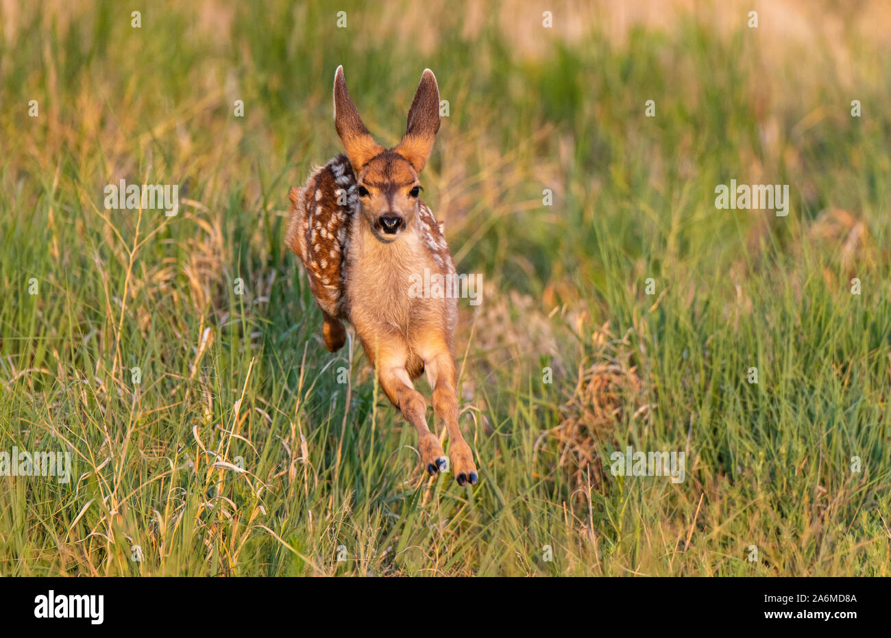 Une adorable mule deer fawn joyeusement gambader dans un pré Banque D'Images