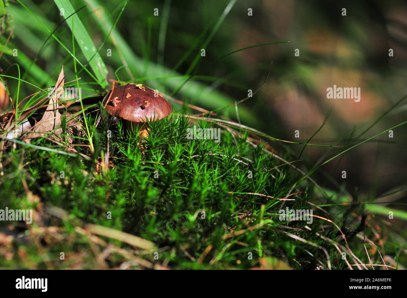 Imleria badia, communément connu sous le nom de bay, bolet champignon comestible dans la forêt Banque D'Images