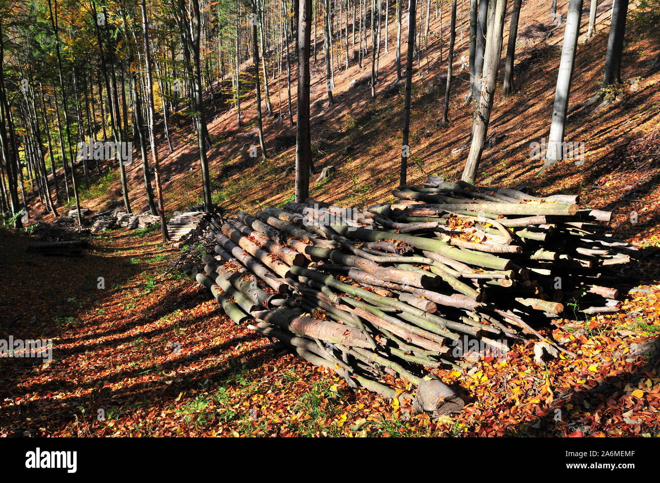 Bois empilés la forêt d'automne en attente de transport. Banque D'Images