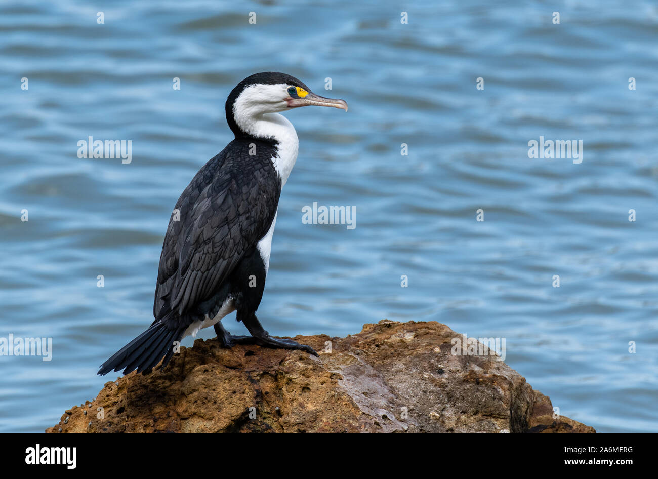 Un pied sur un rocher Shag à une côte de Nouvelle-Zélande Banque D'Images