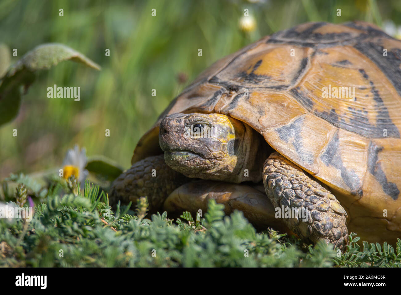 L'Est de la tortue d'Hermann - Testudo hermanni boettgeri. Banque D'Images