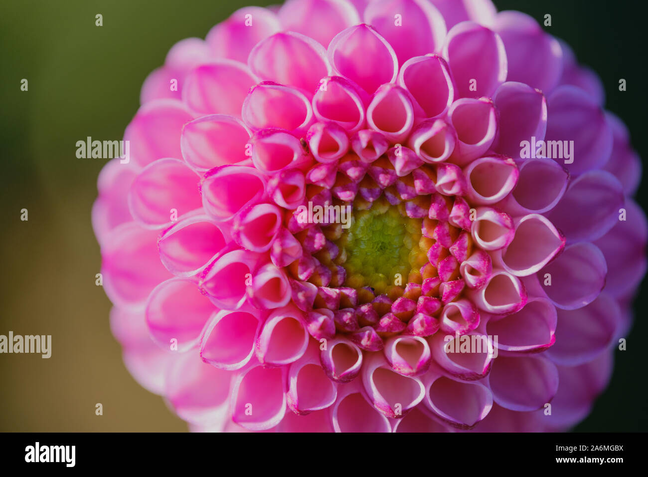 Close up of a pink dahlia pompon, macro photo couleur Banque D'Images