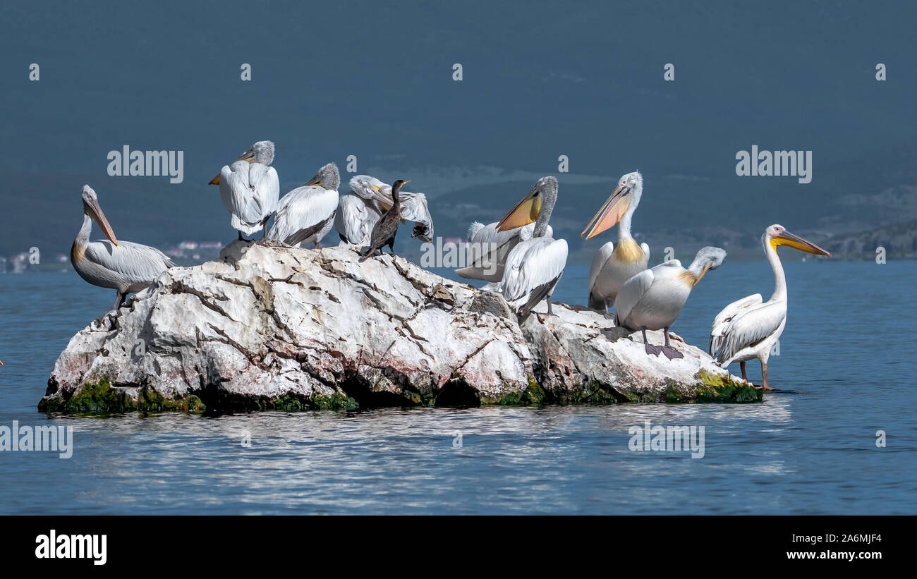 - Pélican frisé Pelecanus crispus. Le plus important membre de la famille pelican, et peut-être le plus grand oiseau d'eau douce. Banque D'Images