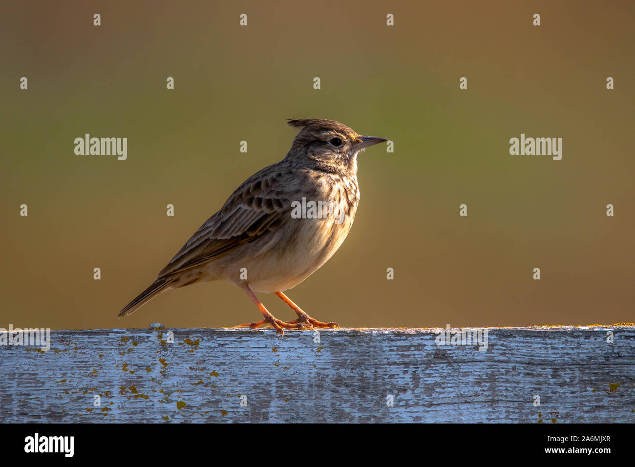 Galerida cristata Crested lark,. Le crested lark est un oiseau chanteur. Banque D'Images