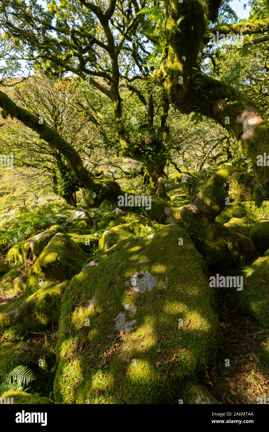 Dartmoor hanté Wistmans Wood Banque D'Images