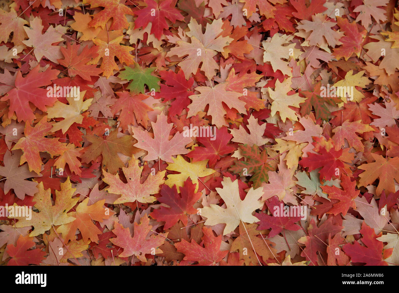 Feuilles d'érable couvrant le sol sous l'arbre Banque D'Images