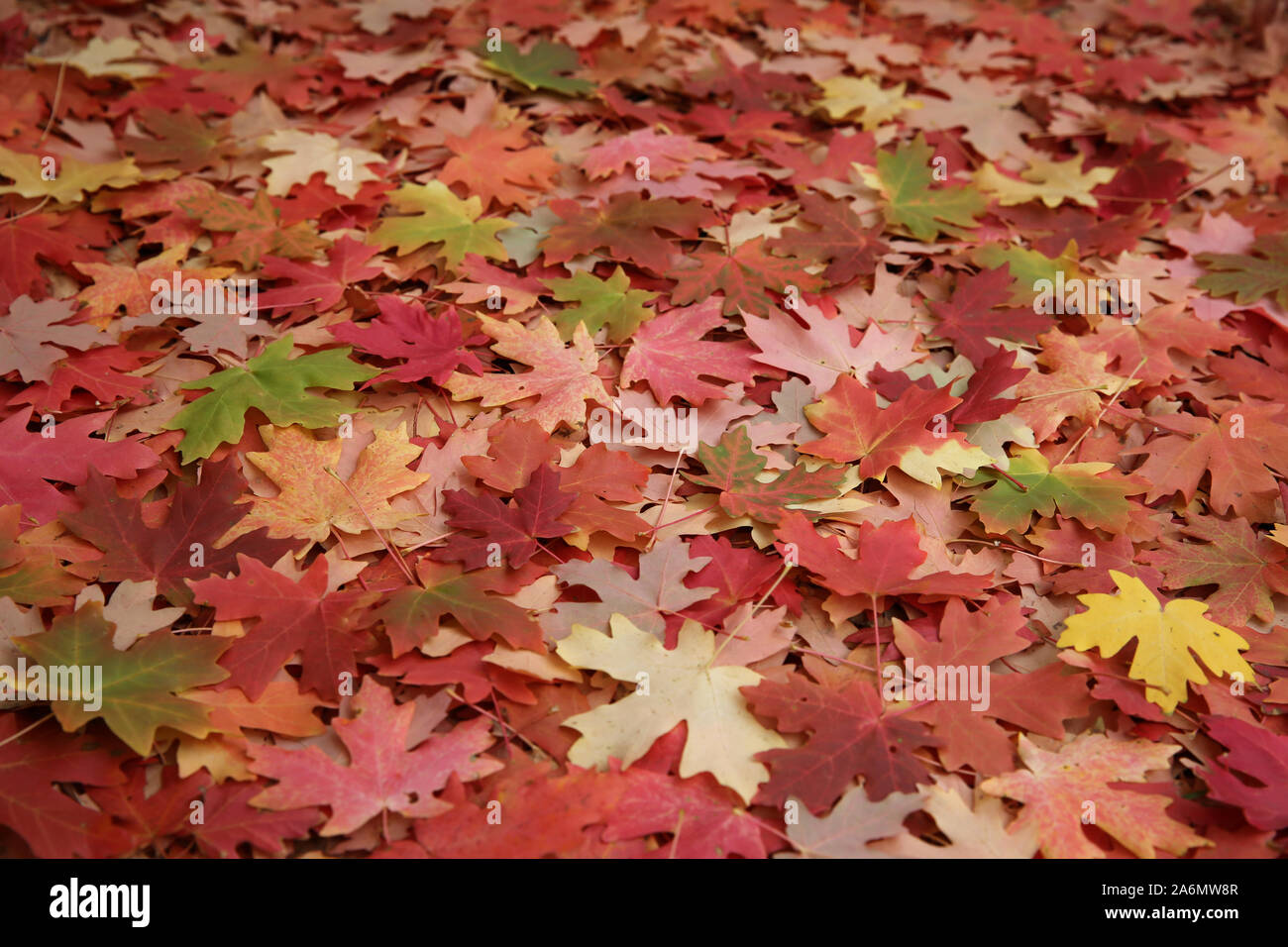 Feuilles d'érable couvrant le sol sous l'arbre Banque D'Images