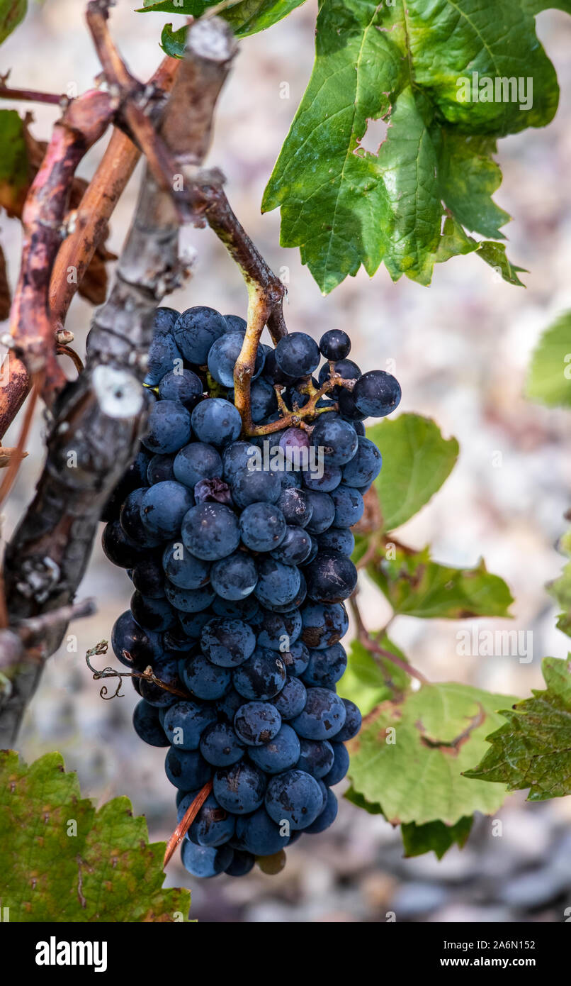 Les raisins rouges sur la vigne juste avant la récolte. La Rioja, Espagne Banque D'Images