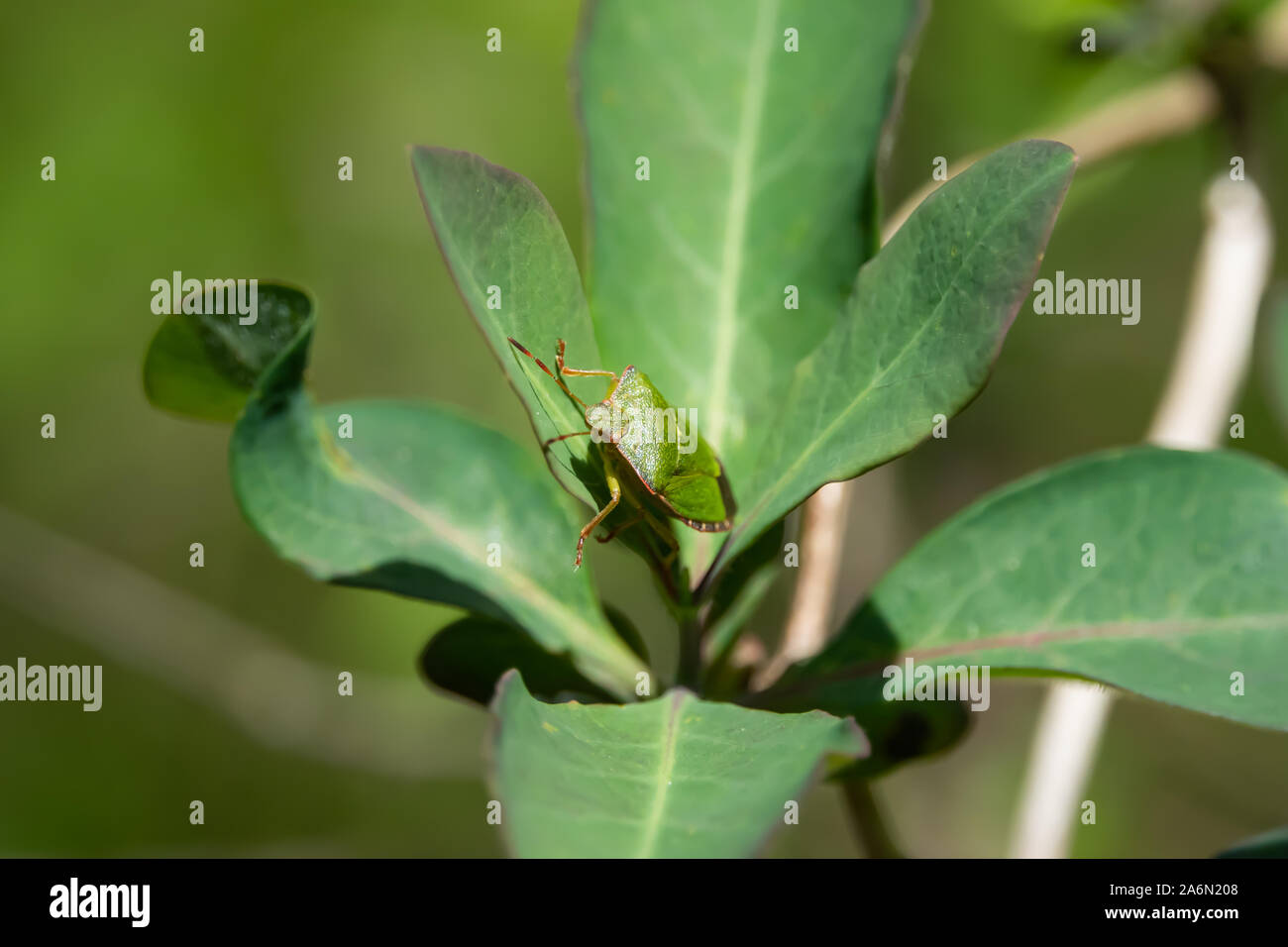 Green Shield Bug sur feuilles au printemps Banque D'Images