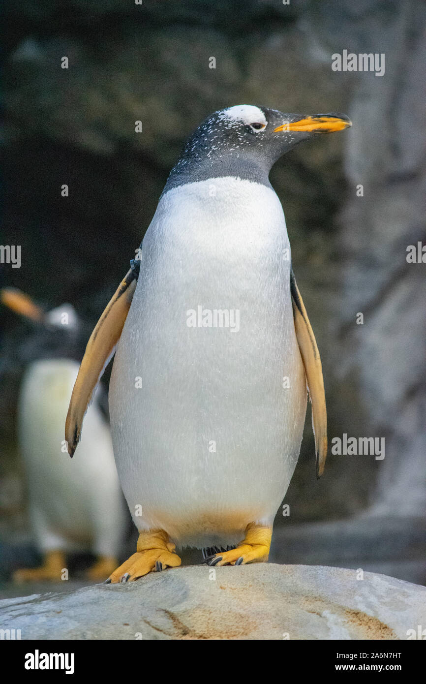 Le manchot roi (Aptenodytes patagonicus) est la deuxième plus grande espèce de manchot. Zoo de Calgary, Calgary (Alberta). Banque D'Images