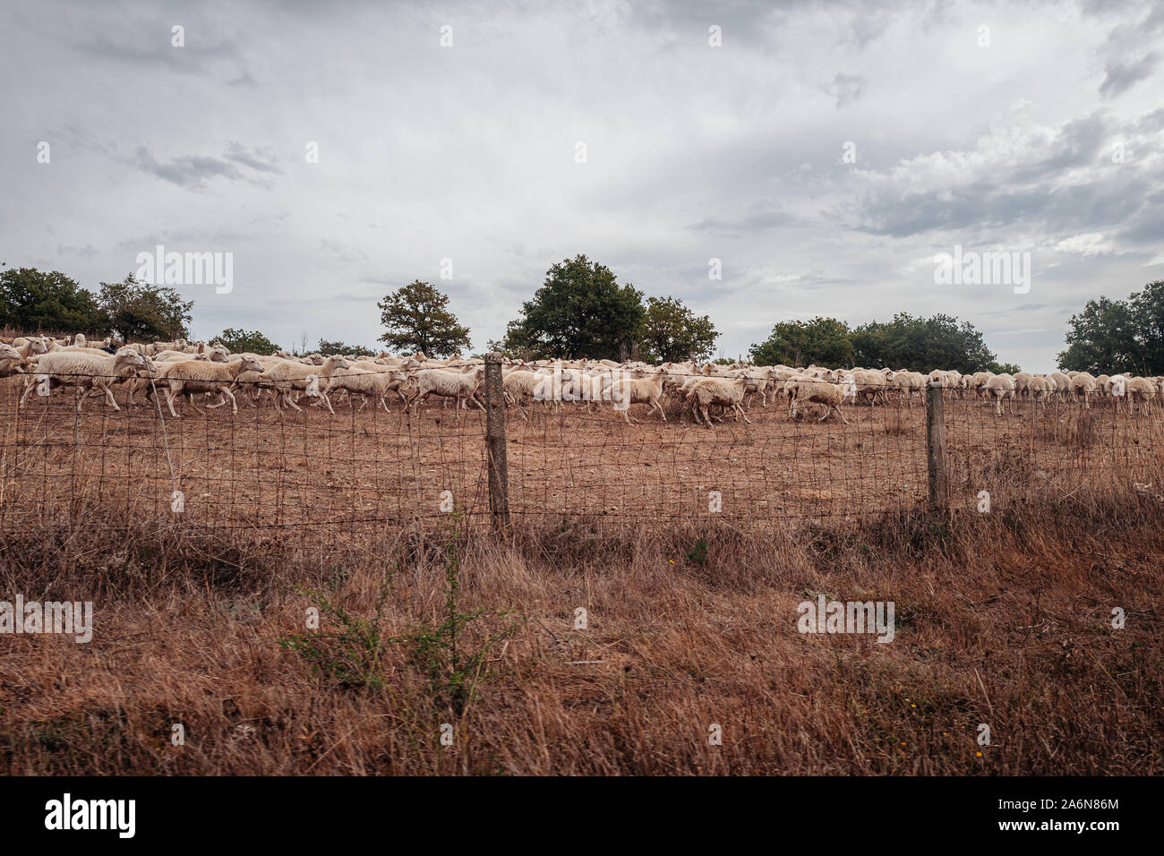 Le pâturage des moutons dans la campagne de la Sardaigne, Italie Banque D'Images