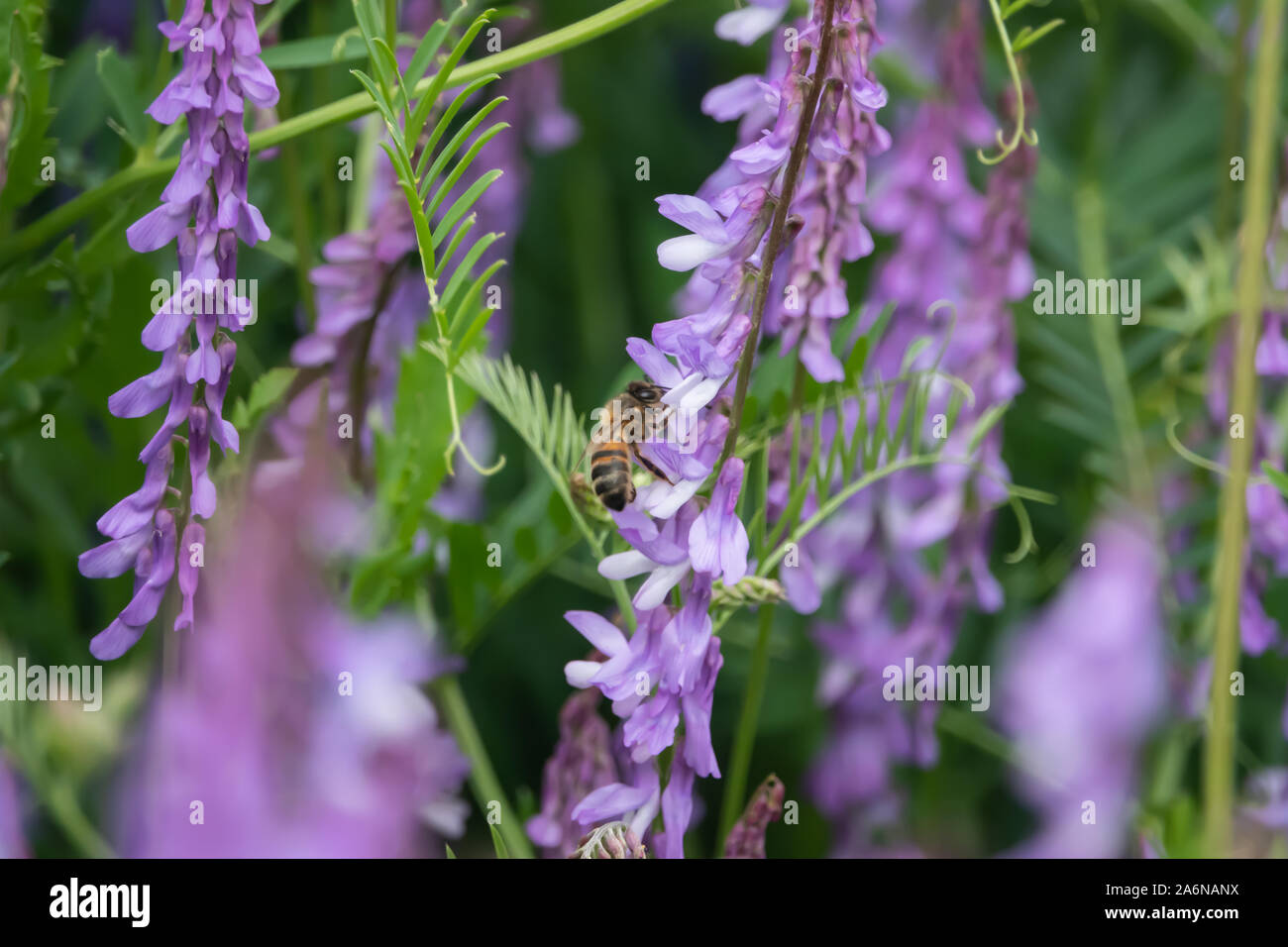 Abeille sur des fleurs au printemps, la vesce jargeau Banque D'Images