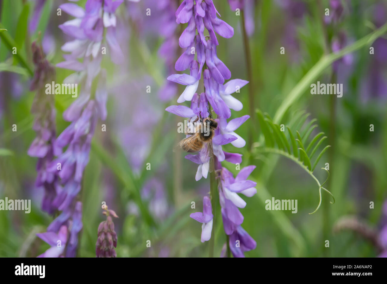 Abeille sur des fleurs au printemps, la vesce jargeau Banque D'Images