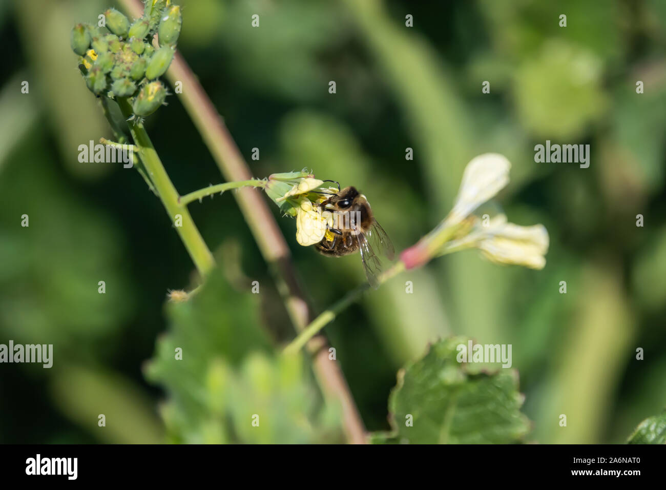 Abeille sur Fleur de radis sauvage en hiver Banque D'Images