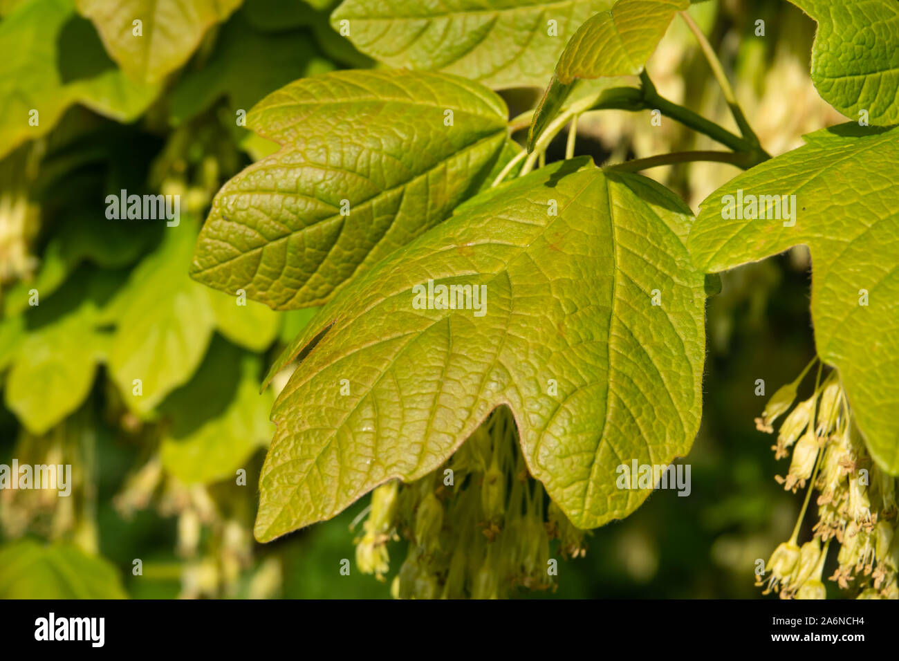 Feuilles d'érable au printemps italien Banque D'Images