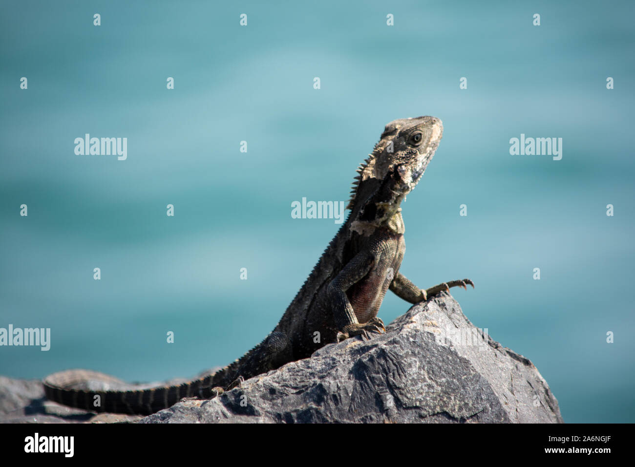 Reptile australien, lézard de dragon des eaux de l'est assis dans