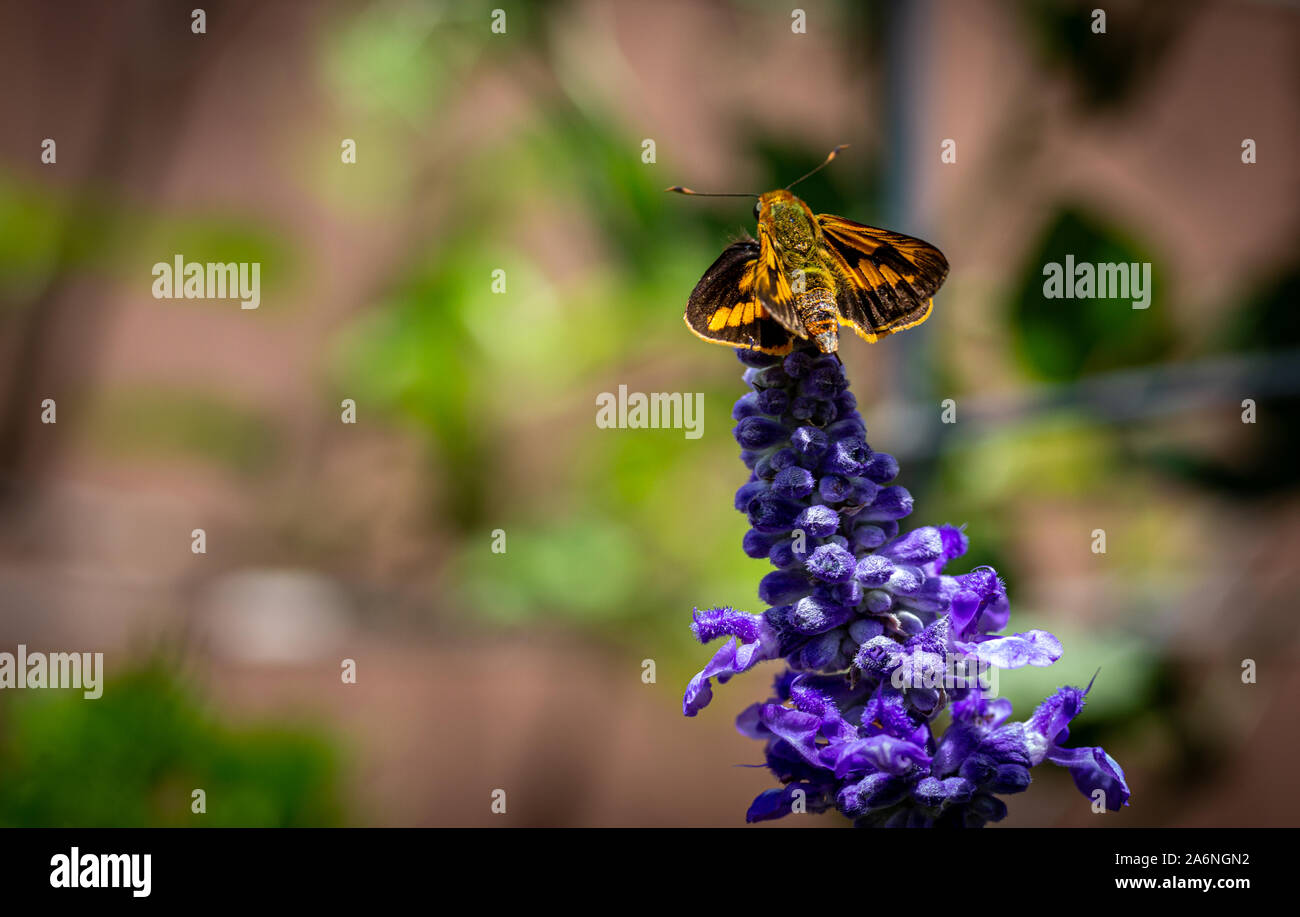 Grass-Dart Ocybadistes verdâtre (papillon), un sothis walkeri marron et l'orange prairie australienne skipper butterfly trouvés dans l'Est et du sud au Banque D'Images