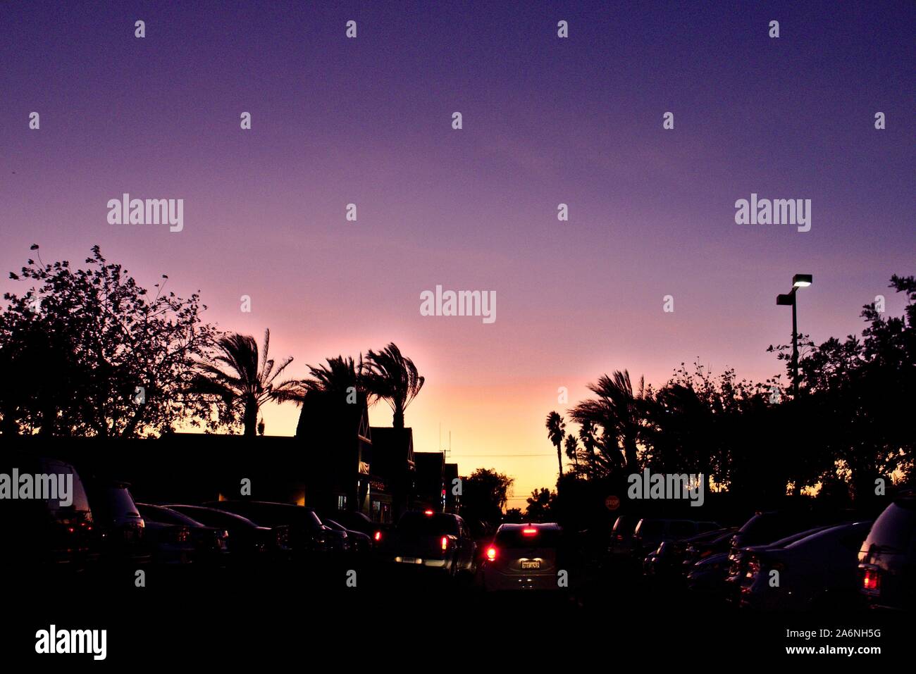 Coucher du soleil dans les paumes Banque D'Images