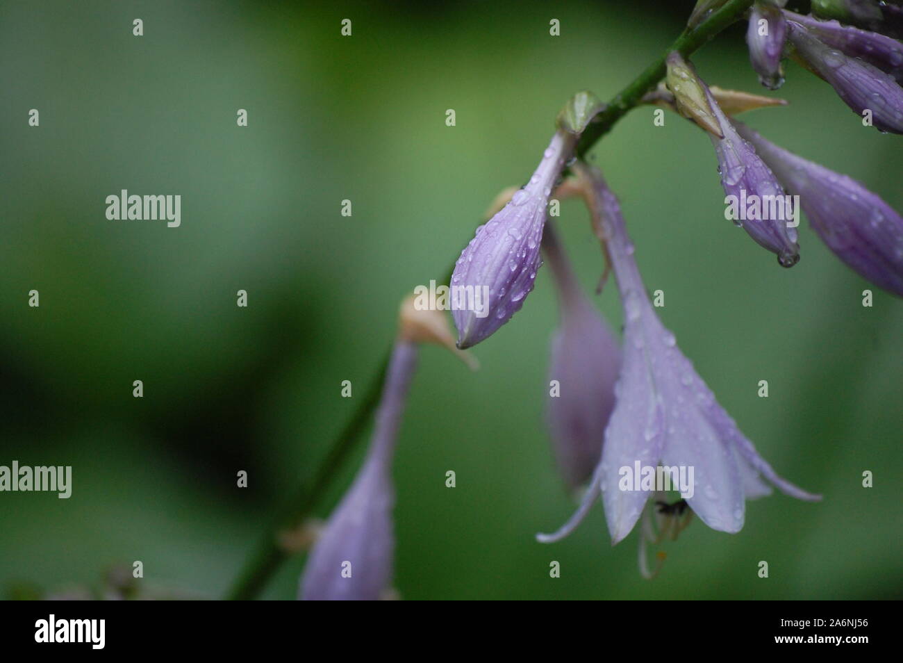 Fleurs violettes avec rosée en été Banque D'Images