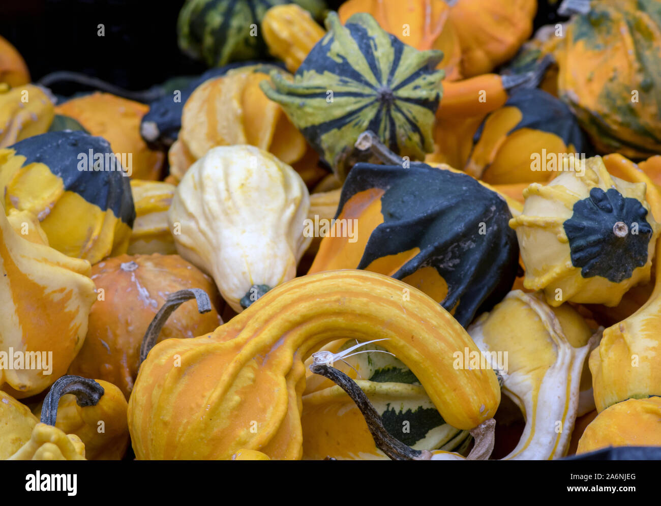 Un tas de courges miniatures colorés sont à vendre à un Michigan USA pumpkin farm Banque D'Images