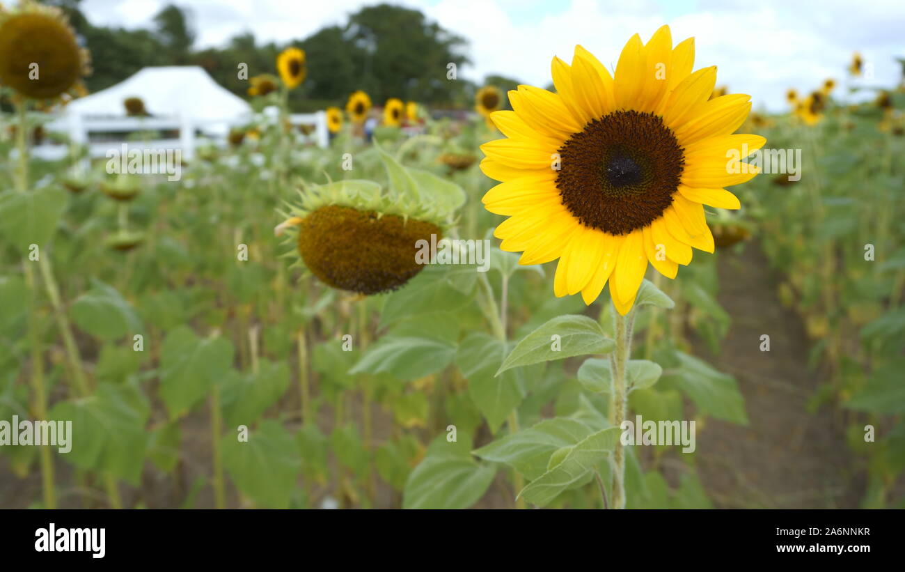 Ferme tournesol Banque D'Images
