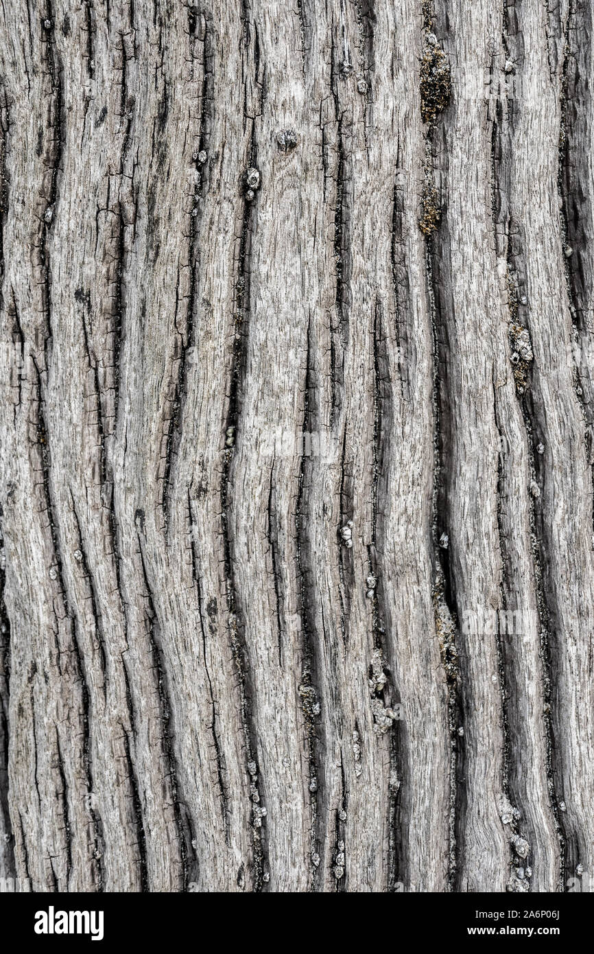 Petites fissures sur de vieux bois gris flottant Banque D'Images