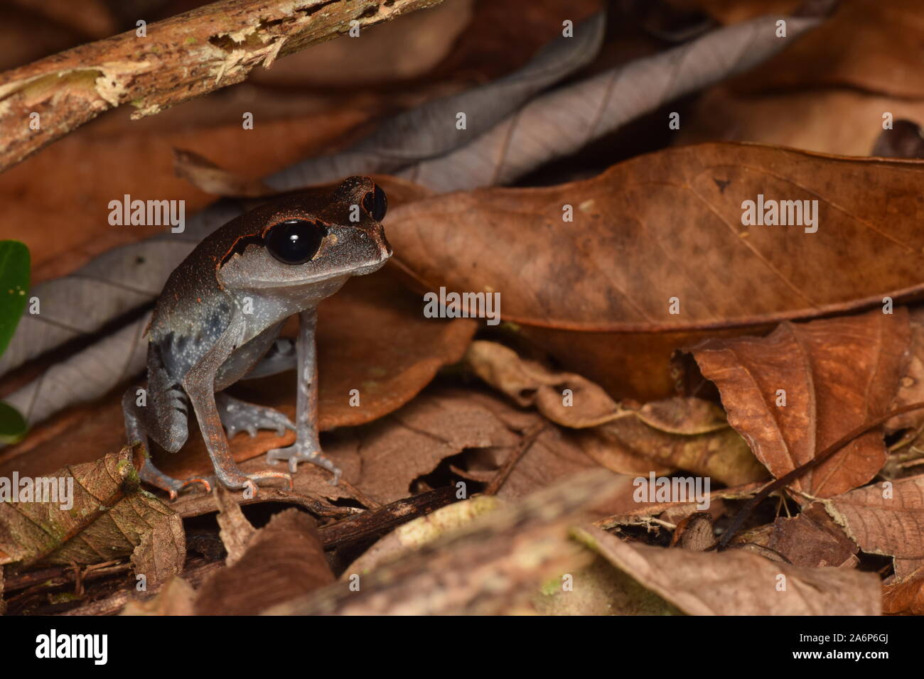 Les grenouilles de Bornéo Banque D'Images