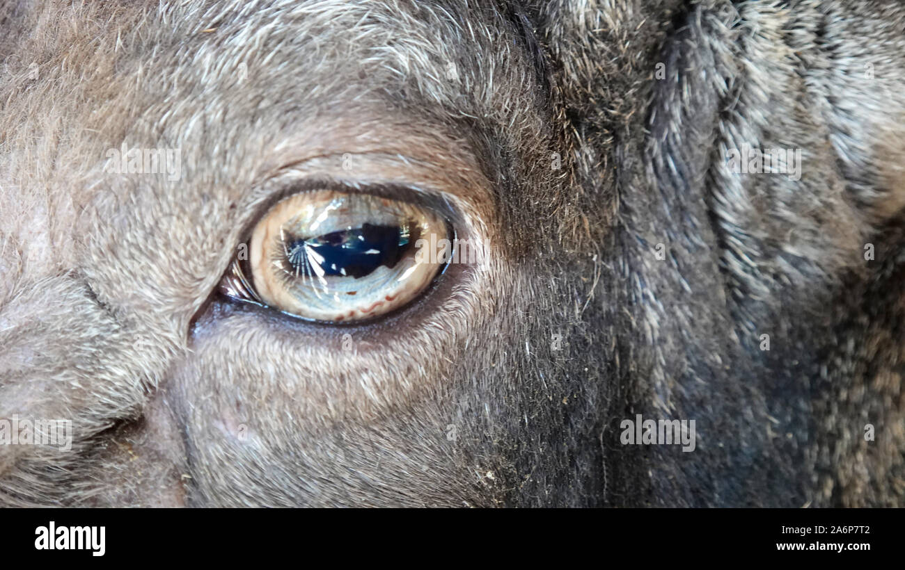 Close-up de mouflons dans la nature de l'œil. Détail avec la réflexion. Banque D'Images