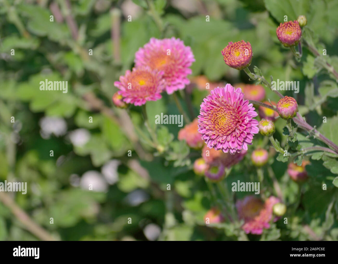 Chrysanthème rose dans le jardin, Chrysanthémum × koreanum Banque D'Images