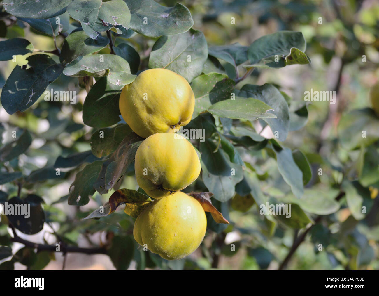 Coings mûrs sur l'arbre dulcis, Cydonia oblonga Banque D'Images