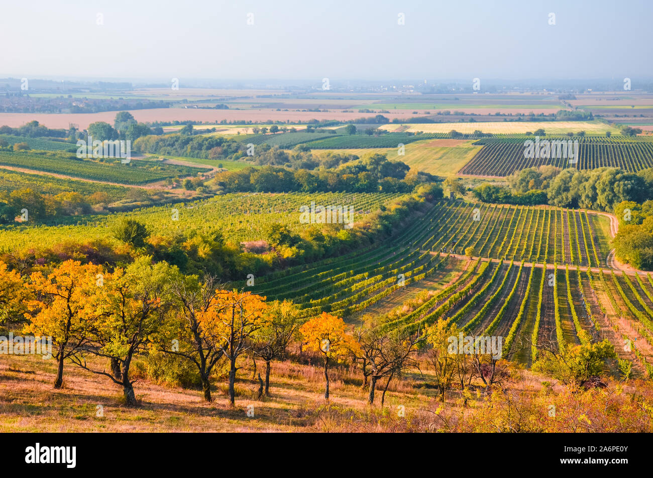 Paysage d'automne colorés avec les arbres d'automne et des rangées de vignes Velke Bilovice, photographié par la Moravie du Sud, en République tchèque. Couleurs d'automne, paysages tchèque. La Viticulture en République tchèque. Banque D'Images