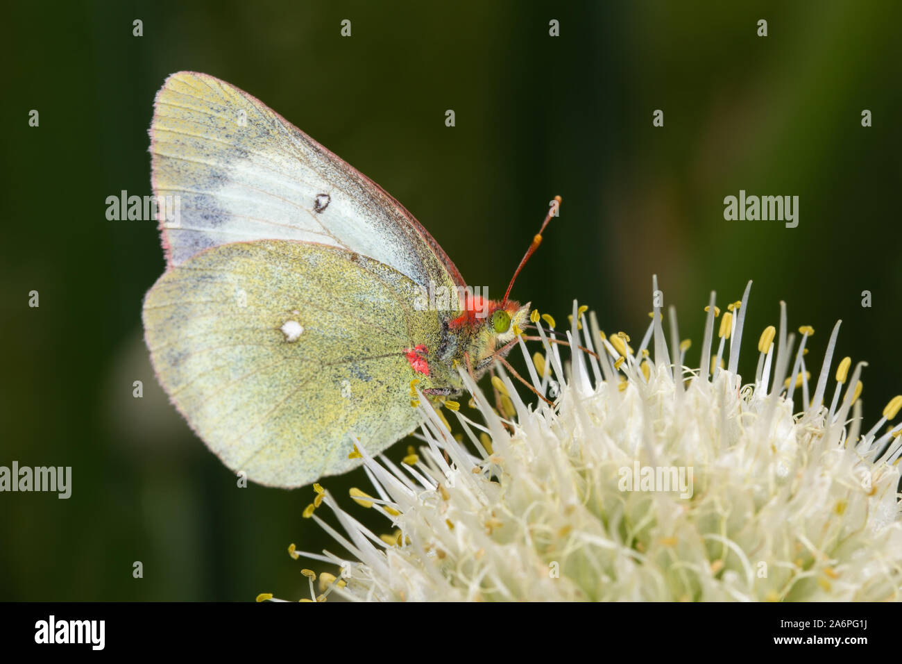 Papillon avec une crête rouge et vert yeux assis sur une fleur. Banque D'Images