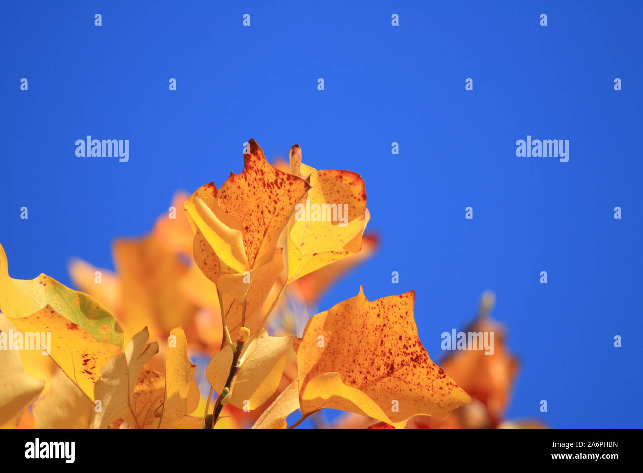 Les feuilles d'automne sur l'arbre, ciel bleu en arrière-plan Banque D'Images