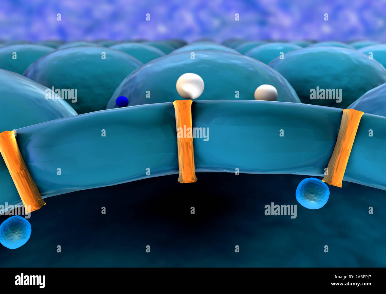 L'insuline, molécule, cellule, mécanisme d'action de l'insuline, le glucose, l'insuline humaine Banque D'Images